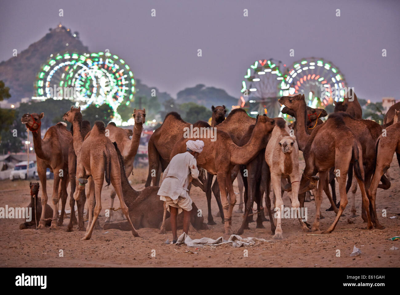 Los camellos delante de la rueda de la fortuna, el recinto ferial en la feria de ganado y camellos Pushkar Mela, Pushkar, Rajastán, India Foto de stock
