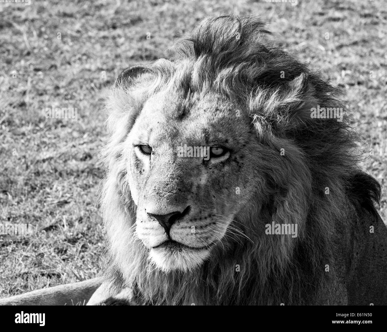 En Masai Mara león macho Foto de stock