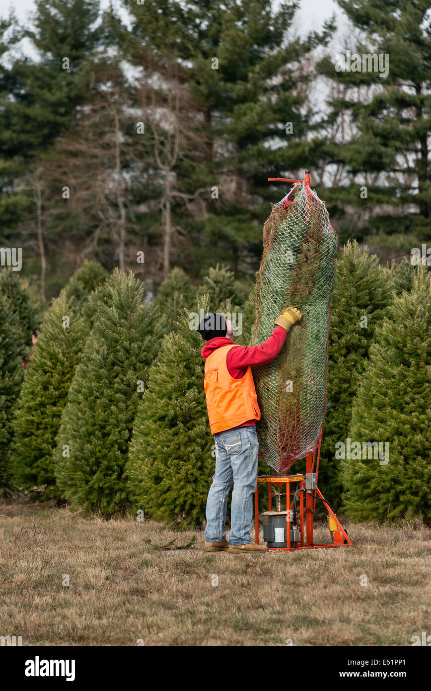 Man prepara recién cortado del árbol de Navidad para el cliente, Nueva Jersey, EE.UU. Foto de stock
