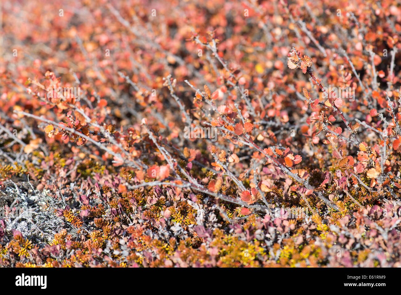 Betula nana, abedules enanos en Groenlandia en otoño con hojas rojas Foto de stock