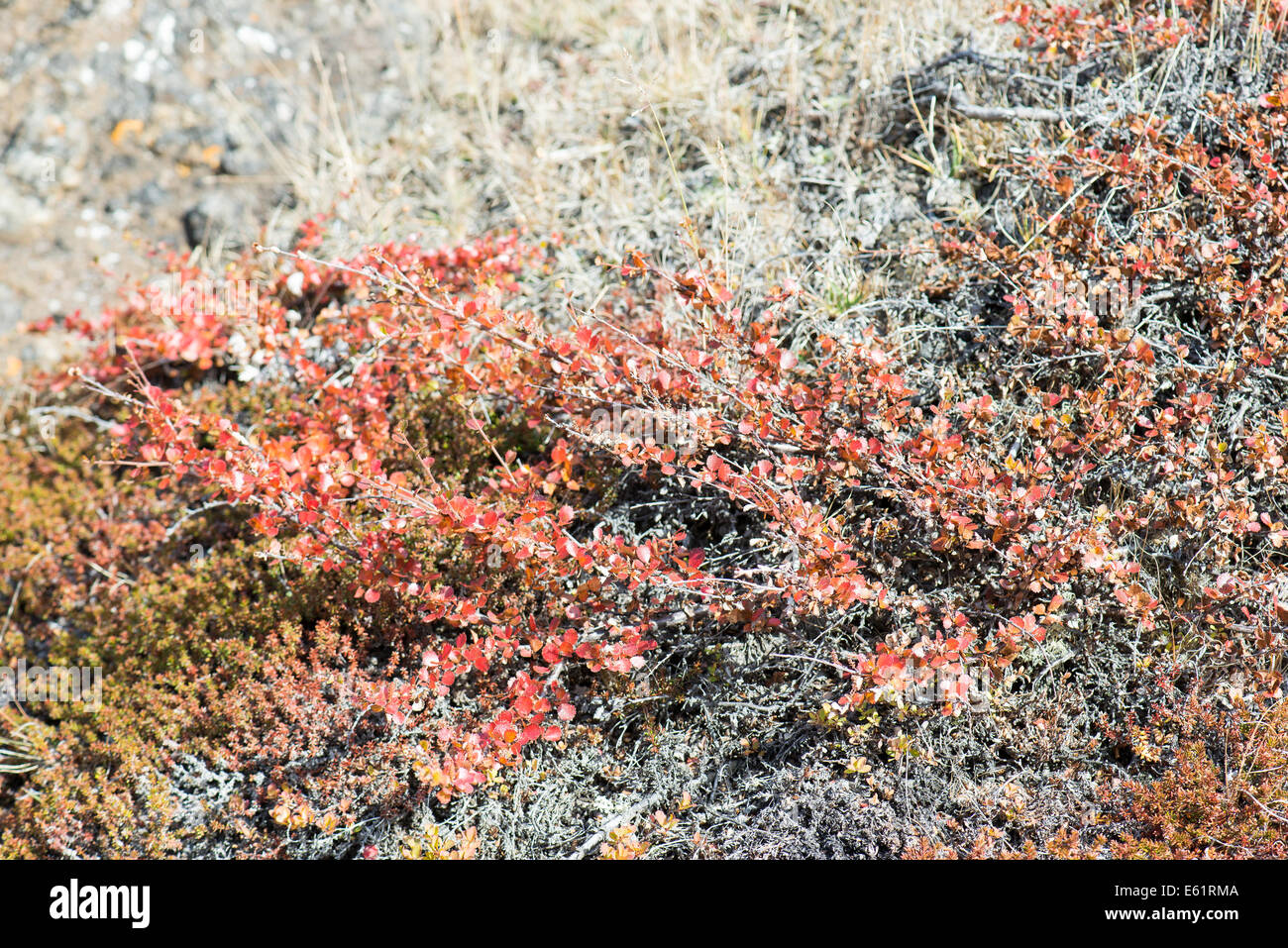 Betula nana, abedules enanos en Groenlandia en otoño con hojas rojas y otras plantas alrededor Foto de stock