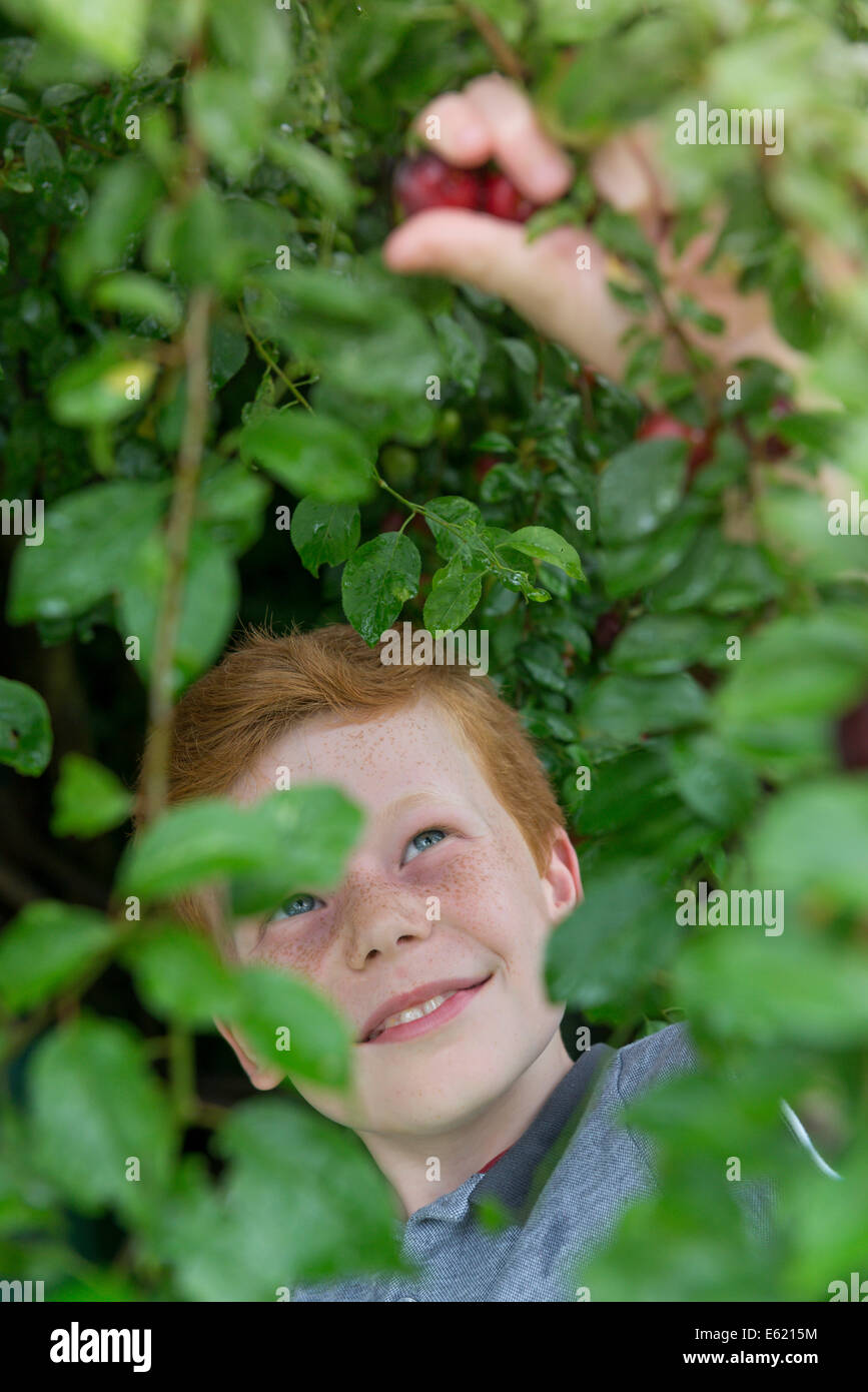 A los diez años de edad recogiendo ciruelas de un árbol. Foto de stock
