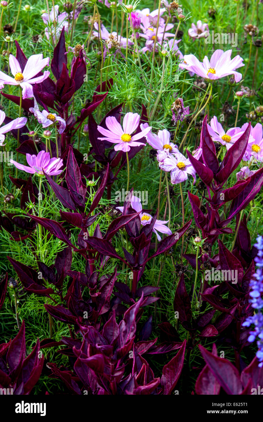 Cama de flores coloridas flores anuales, Iresine Foto de stock
