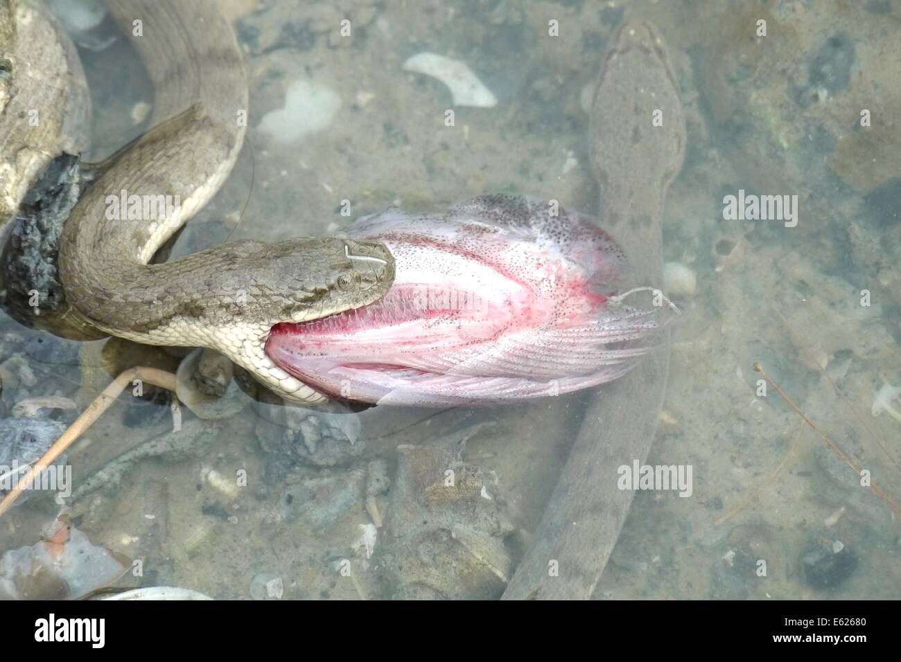 Una serpiente de mar de Malasia en el mar Foto de stock