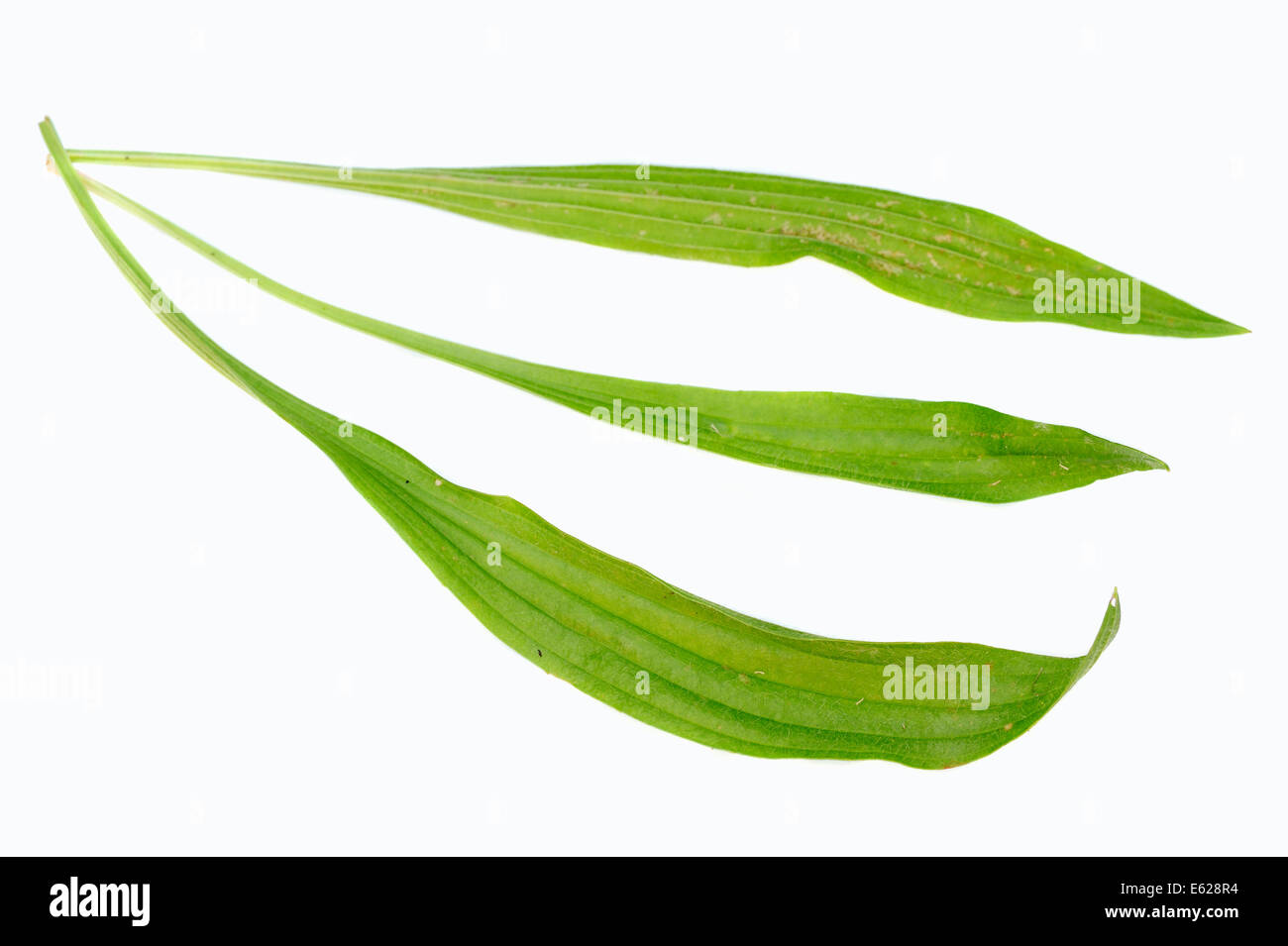 Inglés, LLANTÉN Llantén de hoja angosta o llantén menor (Plantago lanceolata), hojas, Renania del Norte-Westfalia, Alemania Foto de stock