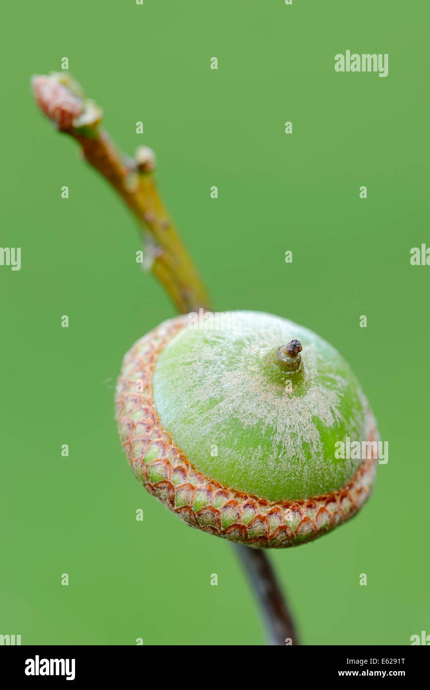 El roble rojo estadounidense o abogar por el roble (Quercus rubra), acorn, Renania del Norte-Westfalia, Alemania Foto de stock