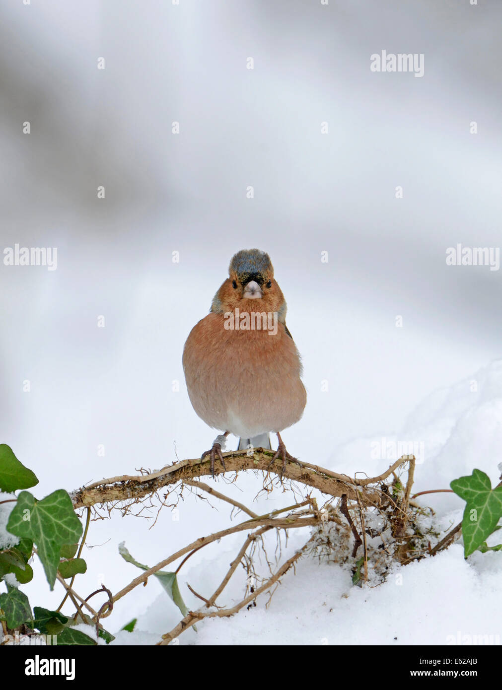 Pinzón vulgar Fringilla coelebs nieve en invierno de Norfolk Foto de stock