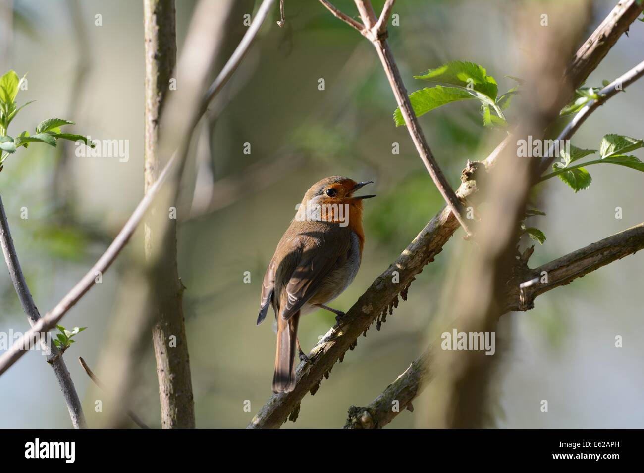 Petirrojo Erithacus rubecula en primavera canción Norfolk Foto de stock