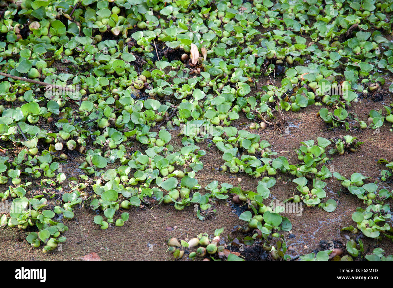 Jacinto de agua Eichhornia crassipes en el lago Naivasha Kenia África una planta invasora maleza de Sudamérica plantea problemas LAK Foto de stock