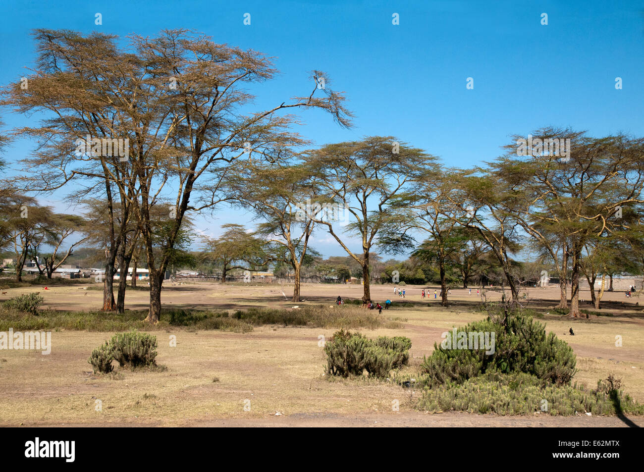 Campos de juego bajo amarillo ladró acacias fiebre árboles jóvenes jugando fútbol cerca de Naivasha Kenia y África Oriental Foto de stock