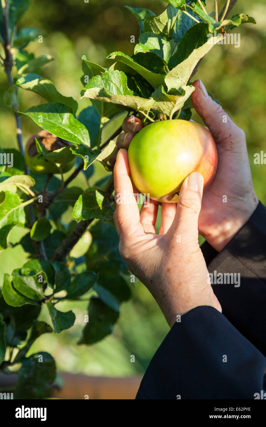 Recolección de frutas. Una persona que recoge una manzana de un árbol, Inglaterra, Reino Unido Foto de stock