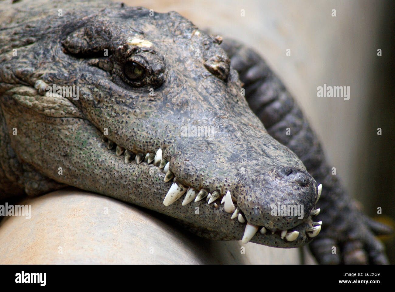 Crocodile funny fotografías e imágenes de alta resolución - Alamy