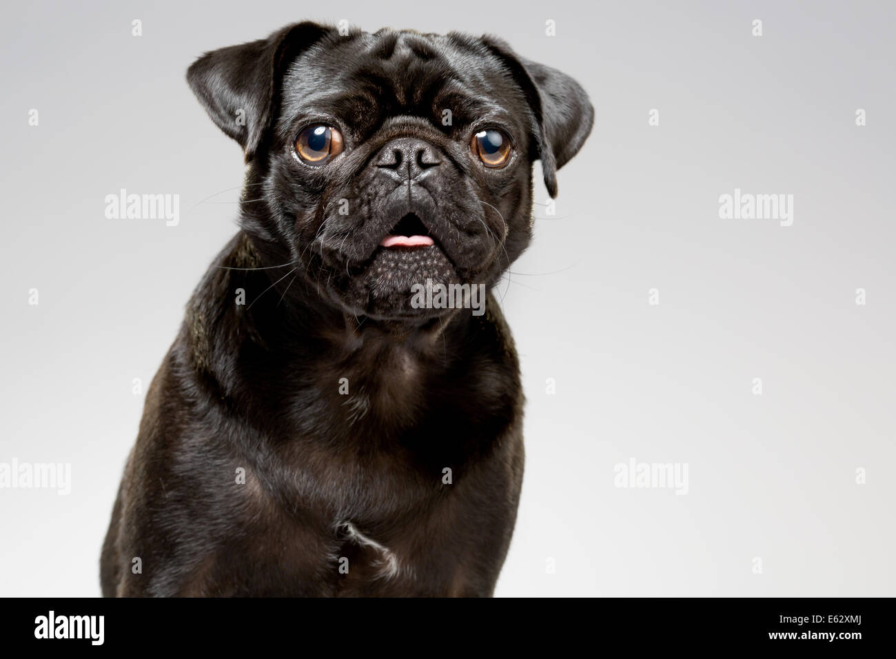 Retrato de estudio de perro pug negro Foto de stock
