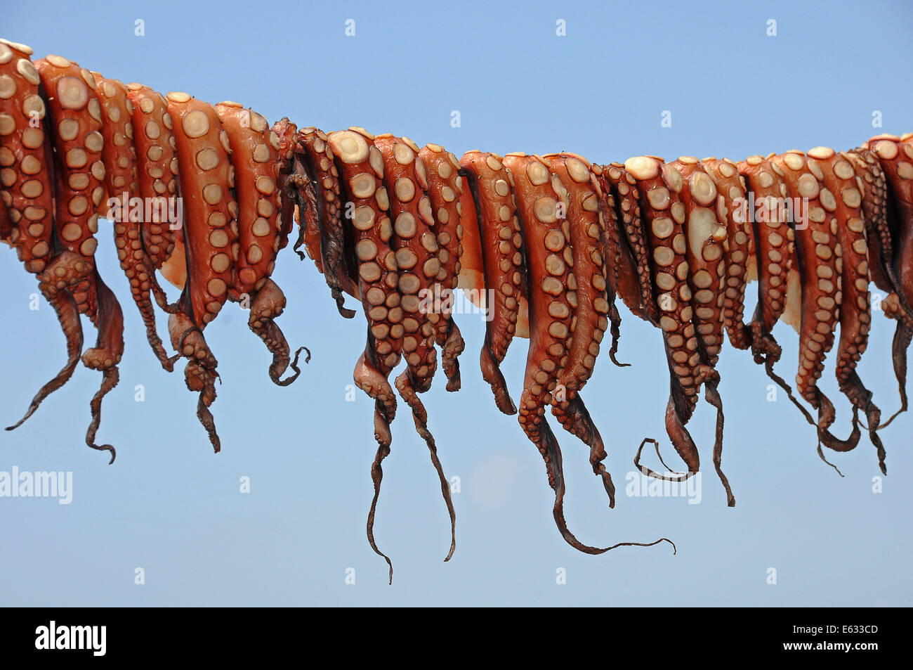 Pulpos colgó para secar en una línea de lavado, Mandraki, Kos, Grecia Foto de stock