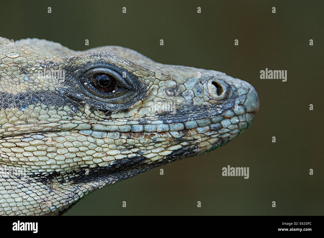 Close-up Iguana Uxmal Yucatan México Foto de stock
