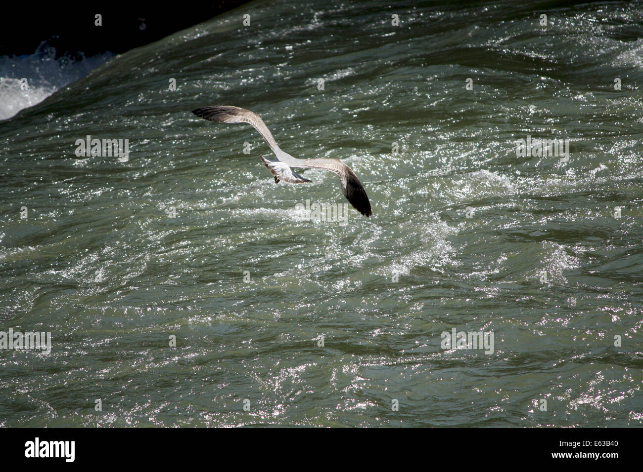 Gaviota sobrevolando el río Tevere Foto de stock