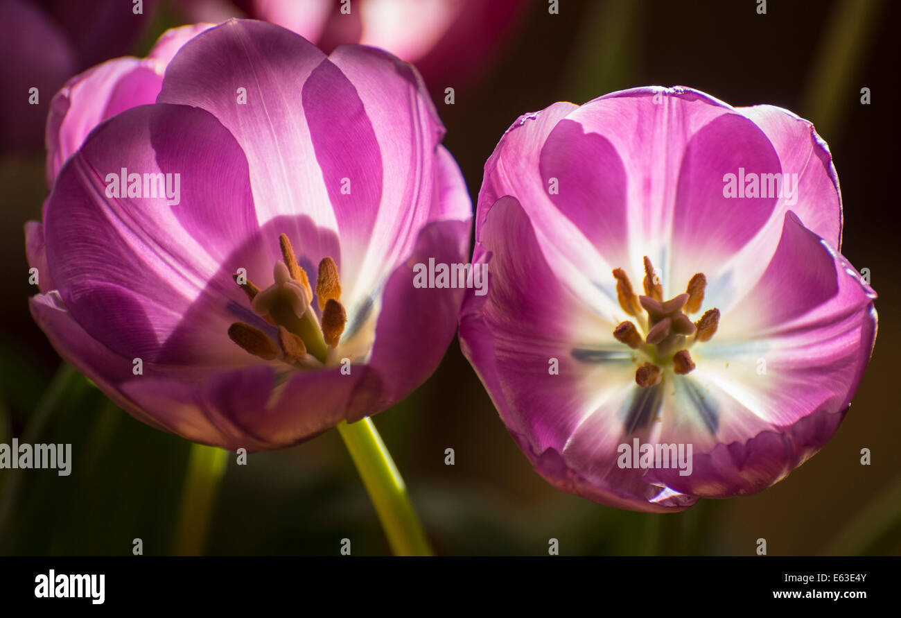 Flores, cerca de tulipanes Lirio morado retroiluminada contra un fondo oscuro. Ee.Uu. Foto de stock