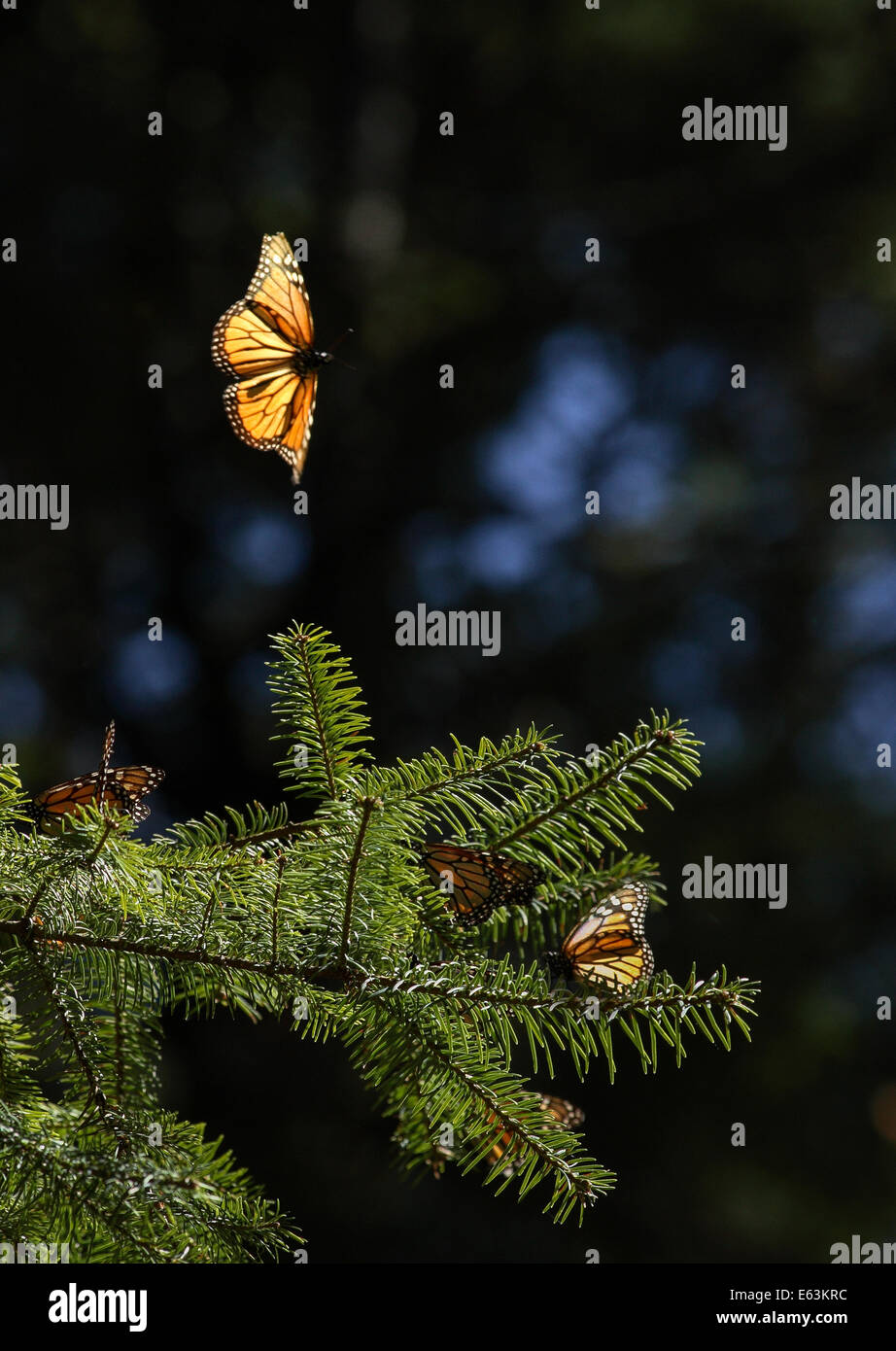 Una mariposa monarca en vuelo en el Santuario de la mariposa monarca en