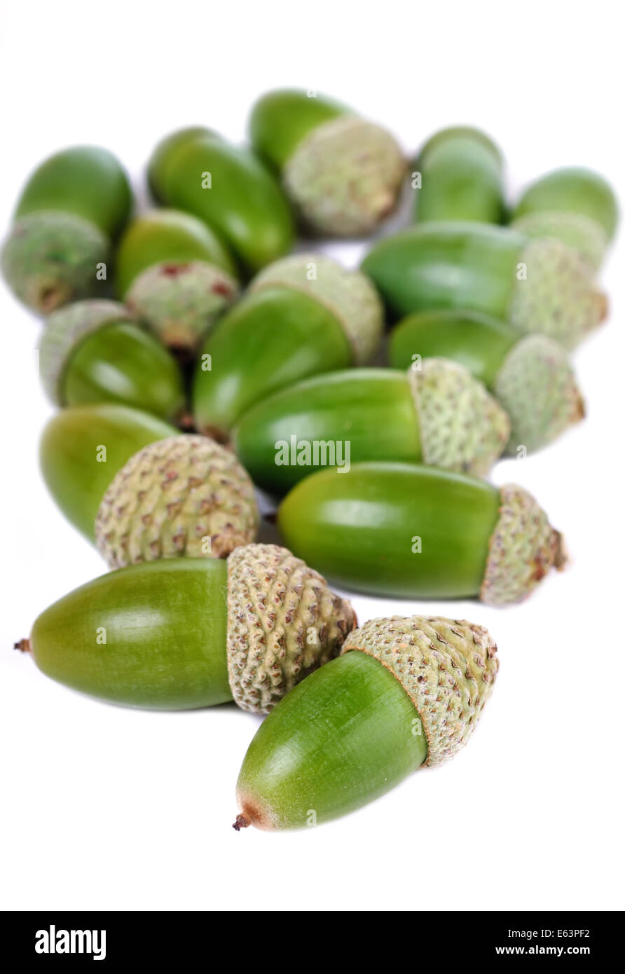 Montón de bellotas verdes aislado sobre fondo blanco. Foto de stock