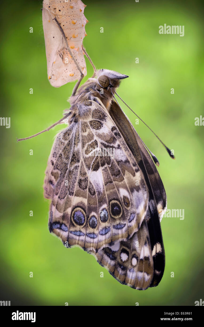 Mariposa saliendo de crisálida fotografías e imágenes de alta resolución -  Alamy