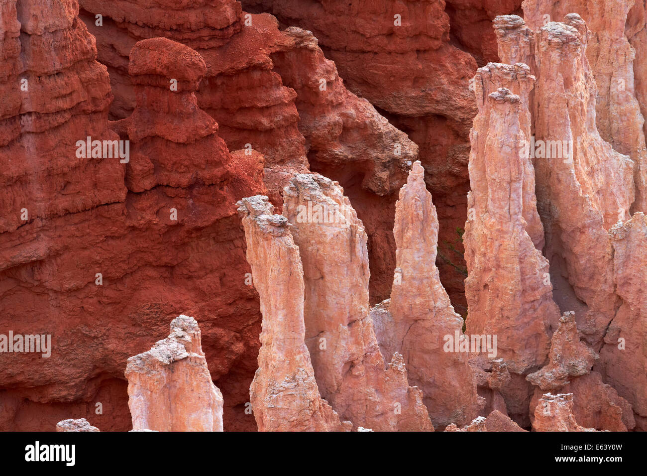 Hoodoos, Bryce Anfiteatro, Bryce Canyon National Park, Utah, EE.UU. Foto de stock