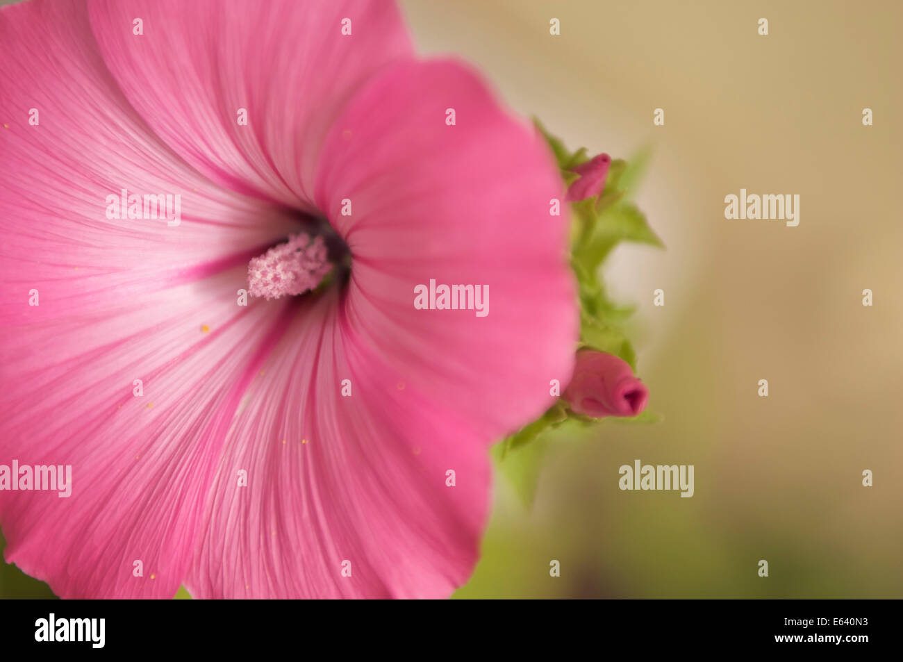 Un rosado malva flor contra un fondo amarillo suave.Este es un salvaje Mallow.Probablemente un malva arbórea. Foto de stock