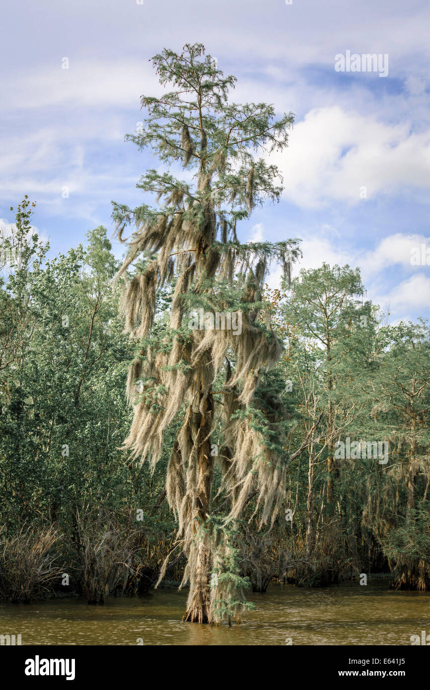 Musgo español (Tillandsia usneoides), crece en un árbol en el agua, pantano, Louisiana, Estados Unidos Foto de stock