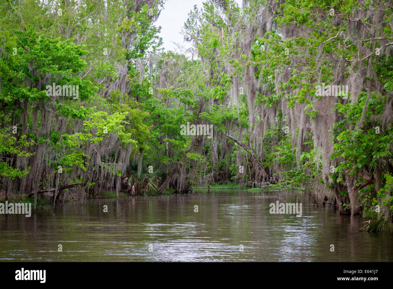 Musgo español (Tillandsia usneoides) que crecen en árboles, pantano, Louisiana, Estados Unidos Foto de stock