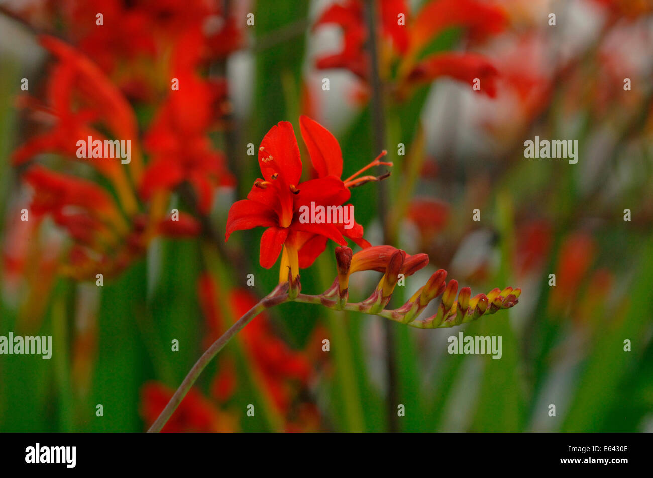 Crocosmia lucifer flores Foto de stock