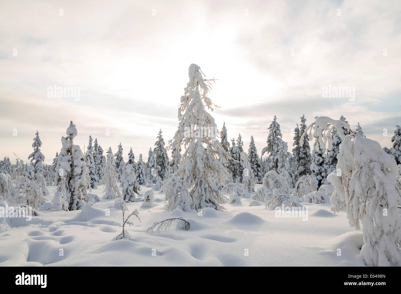 Invierno en el Parque Nacional de Riisitunturi, Laponia, Finlandia Foto de stock