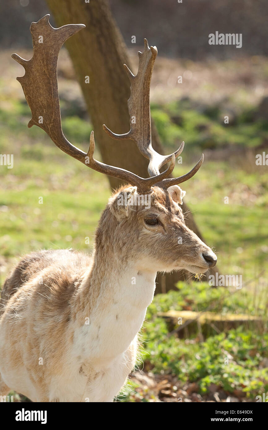 Foto de un ciervo macho (STAG) Foto de stock