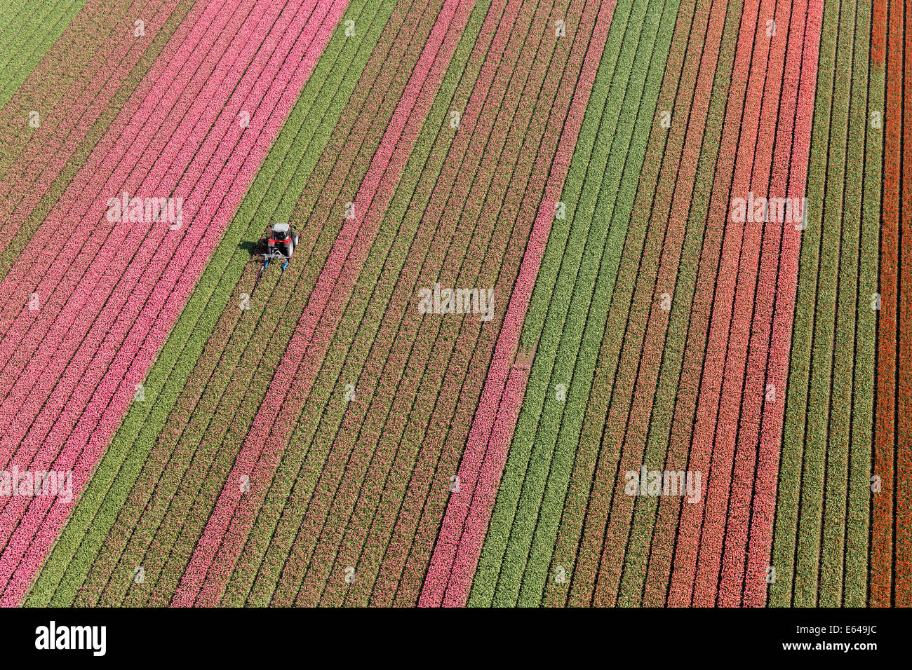 Tractor en campos de tulipanes, Holanda Septentrional, Holanda Foto de stock