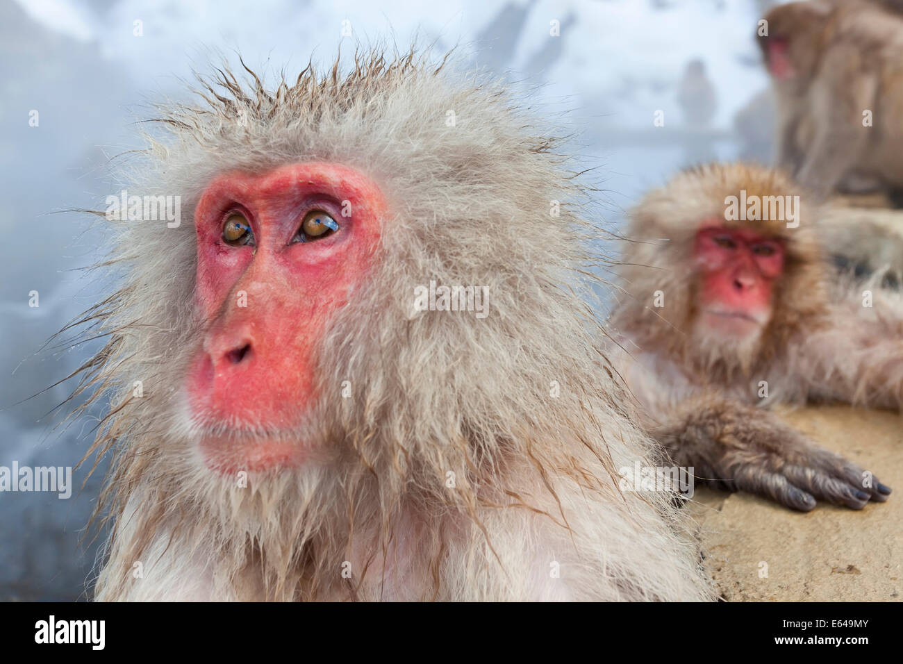 El macaco japonés (Macaca fuscata)/ mono de las Nieves, Parque Nacional Joshin-etsu, Honshu, Japón Foto de stock