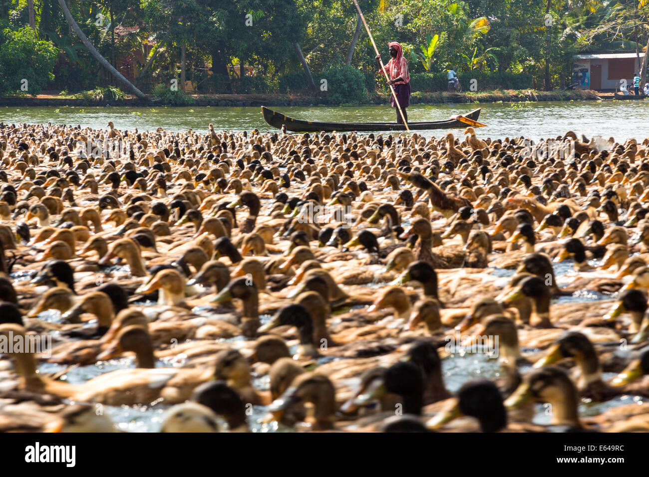 Los patos que se aglomeran en la hidrovía, remansos de Kerala, nr Alleppey, (o) de Alappuzha, Kerala, India Foto de stock