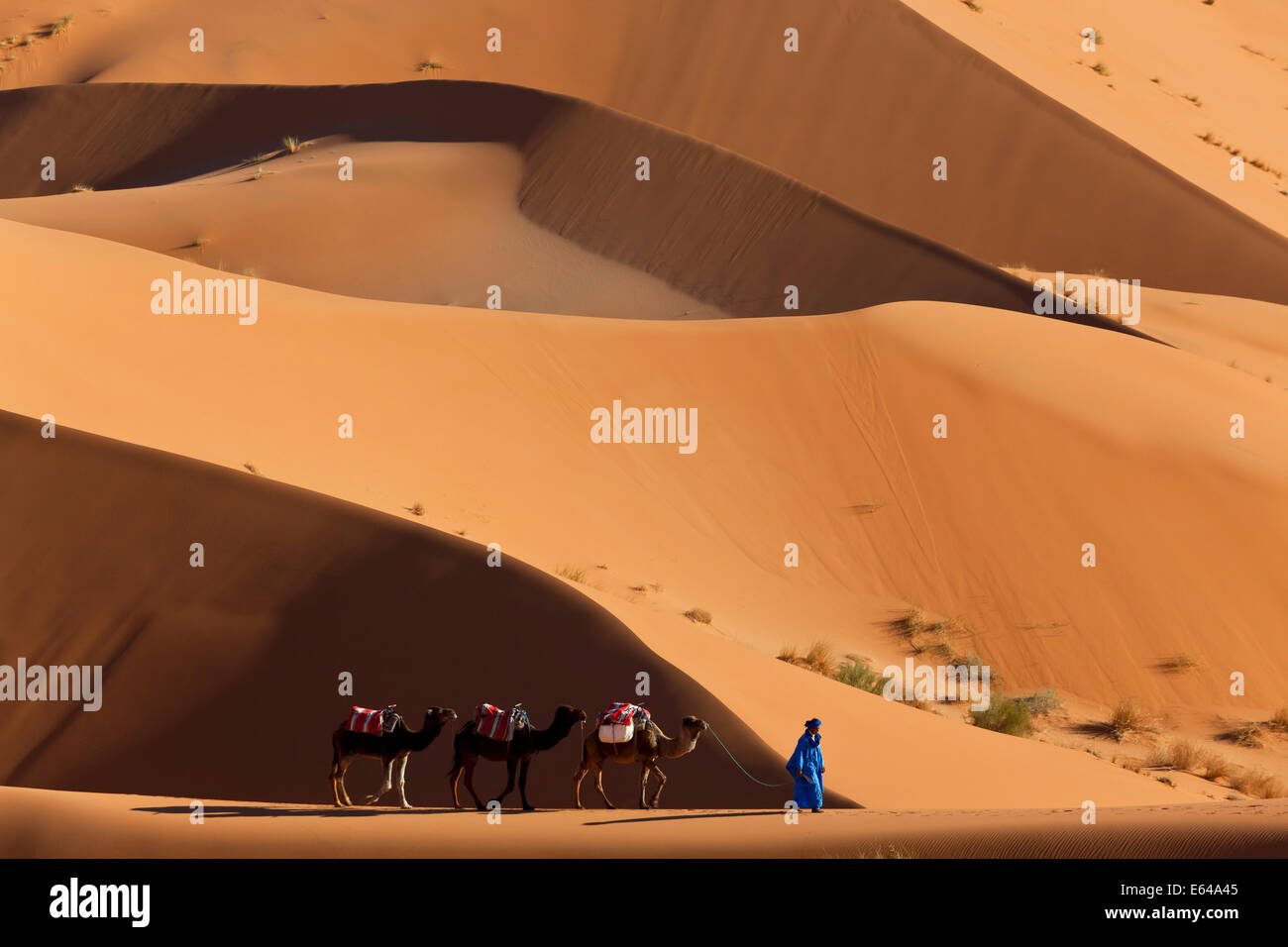 Los camellos y las dunas de Erg Chebbi, el desierto del Sahara, Marruecos Foto de stock