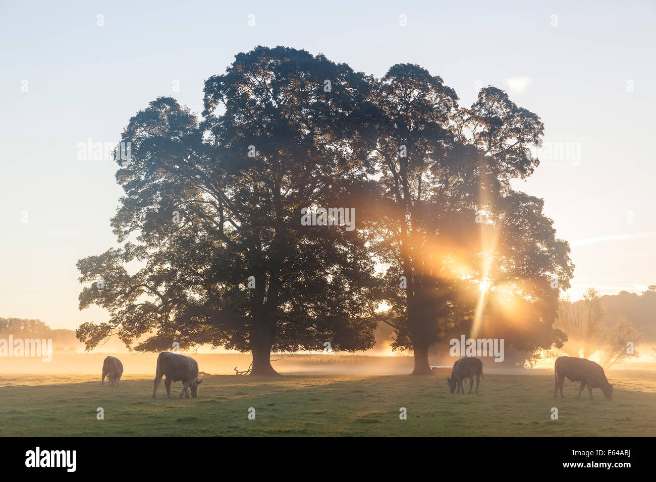 Las vacas en el campo, al amanecer, Usk Valley, al sur de Gales, Reino Unido Foto de stock