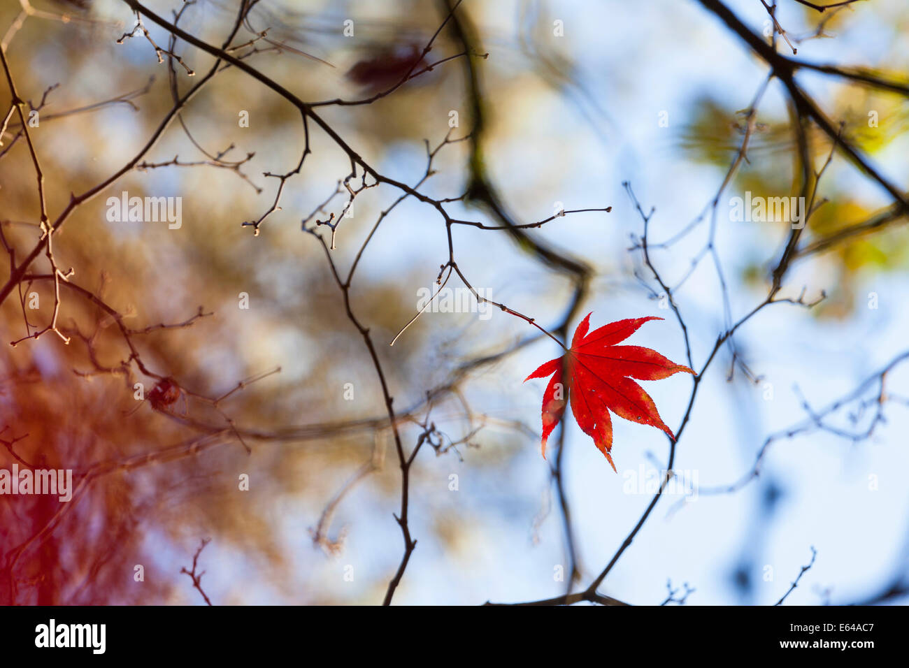 Árboles de otoño, Westonbirt Arboretum, Gloucestershire, Reino Unido Foto de stock