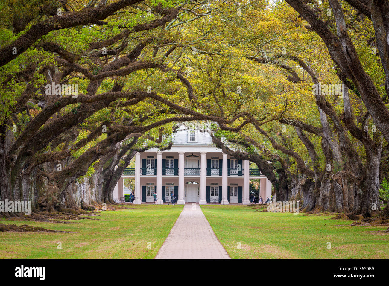 Túnel de avenida Sur de encinas (Quercus virginiana), en la parte posterior una plantación mansión con columnas y un gran porche en Foto de stock