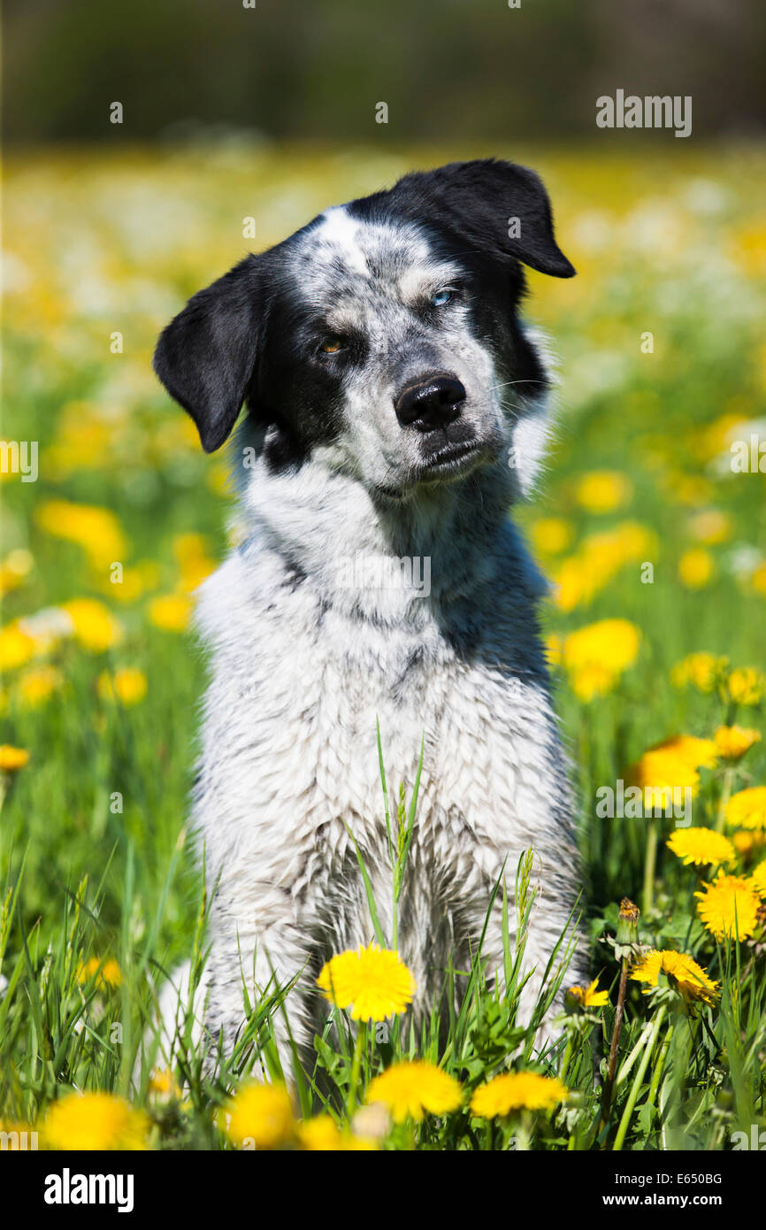 Husky Münsterländer Labrador de raza mixta del perro, perro blanco y negro sentado en un prado de diente de león, Austria Foto de stock