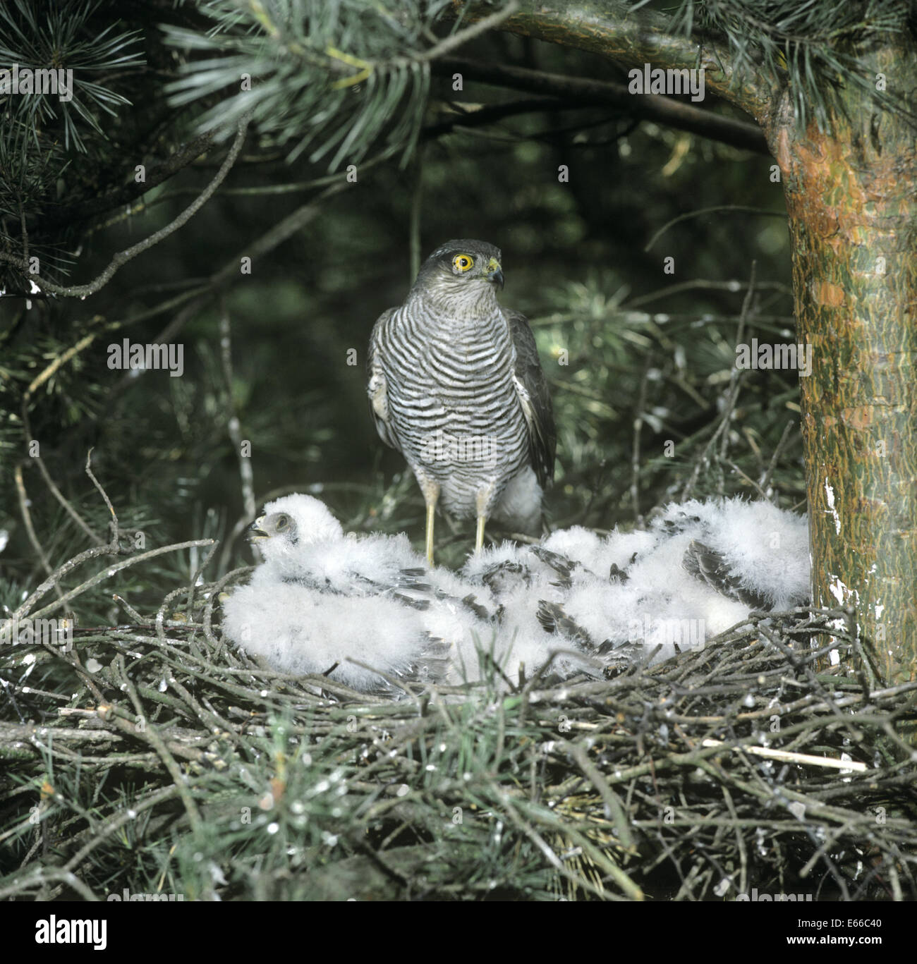 - Gavilán Accipiter nisus - adulto en el nido con los polluelos Foto de stock