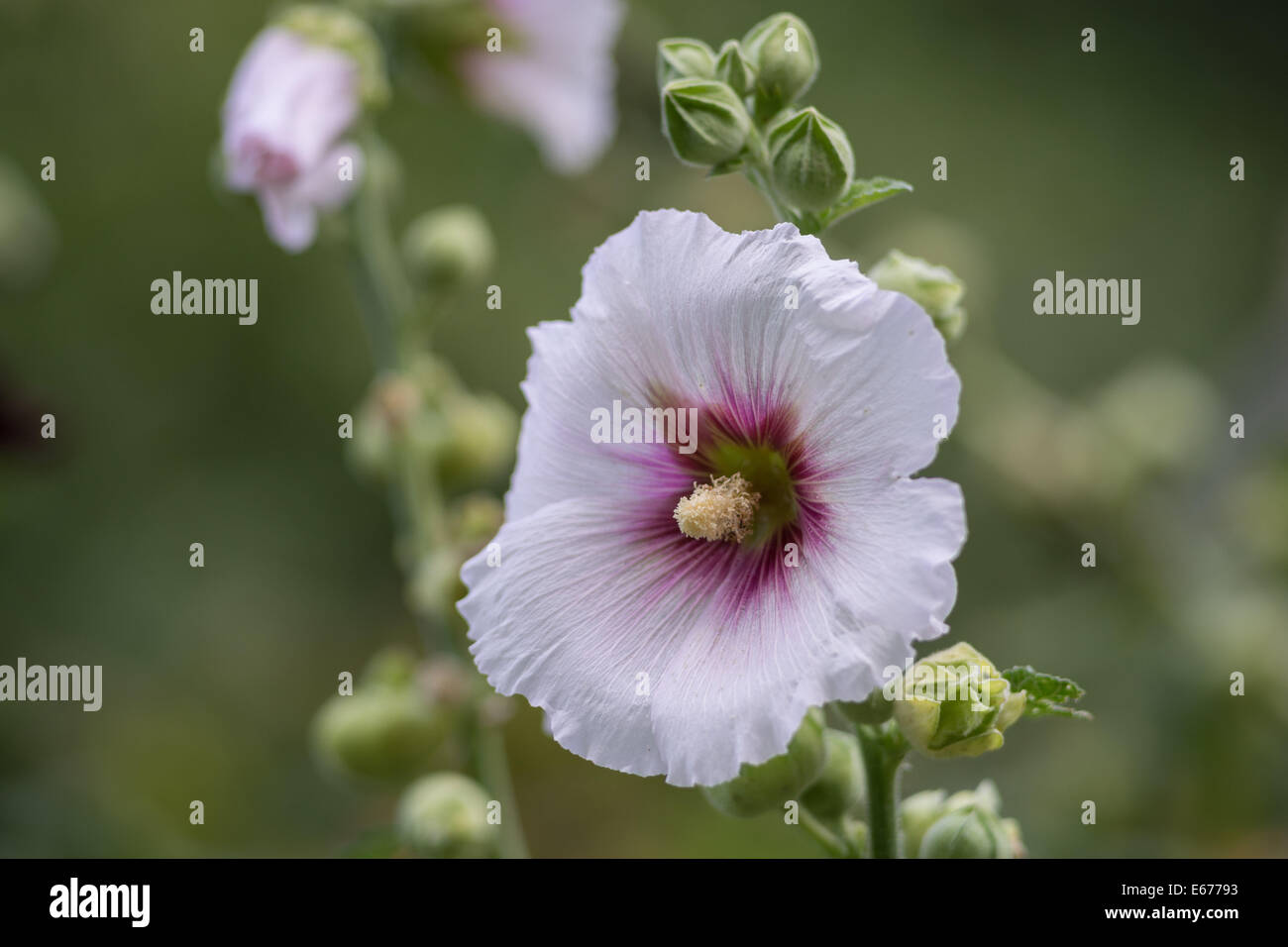 Flor de malva rosa fotografías e imágenes de alta resolución - Alamy