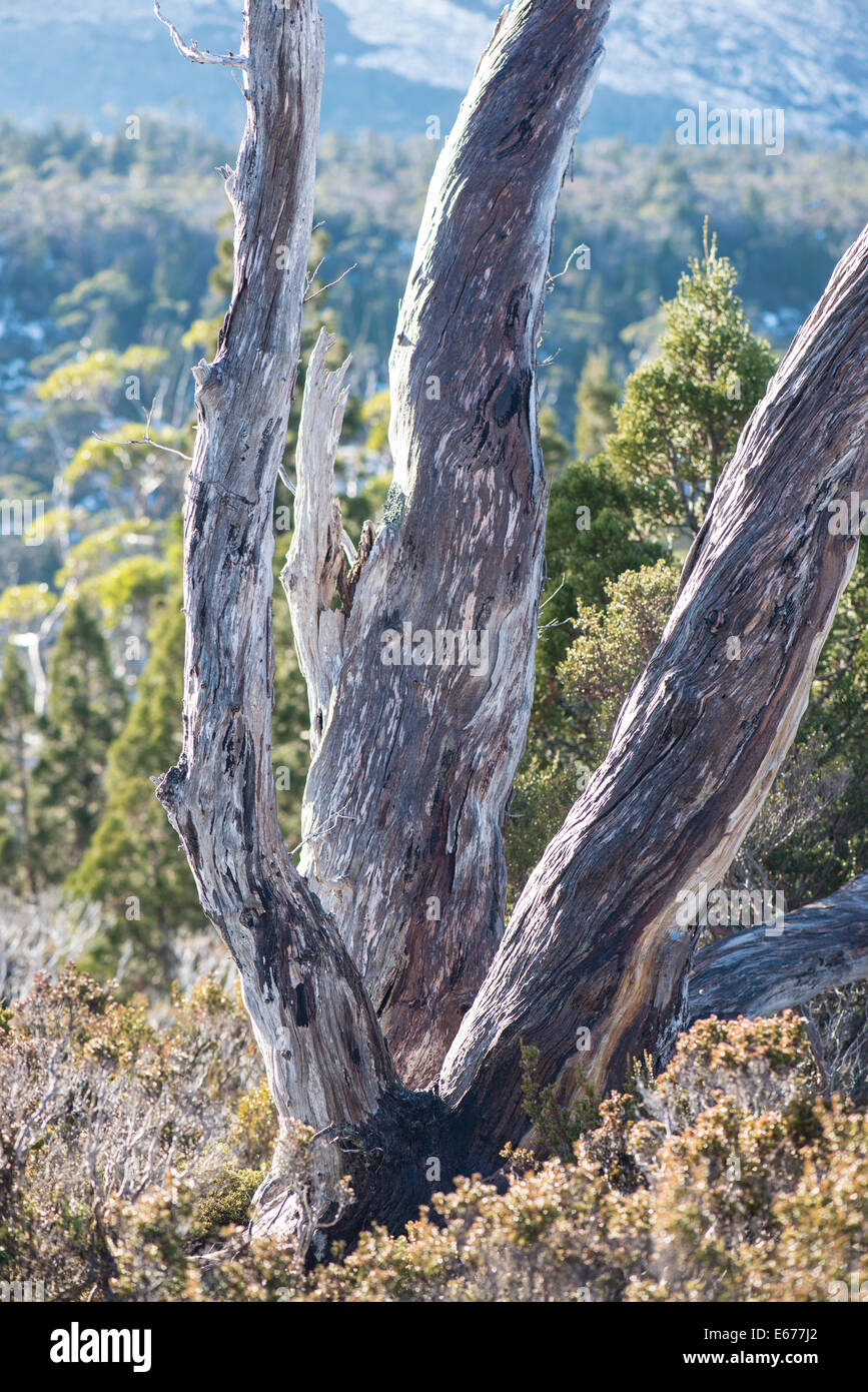 Tronco de árbol muerto, vía terrestre, Tasmania, Australia Foto de stock