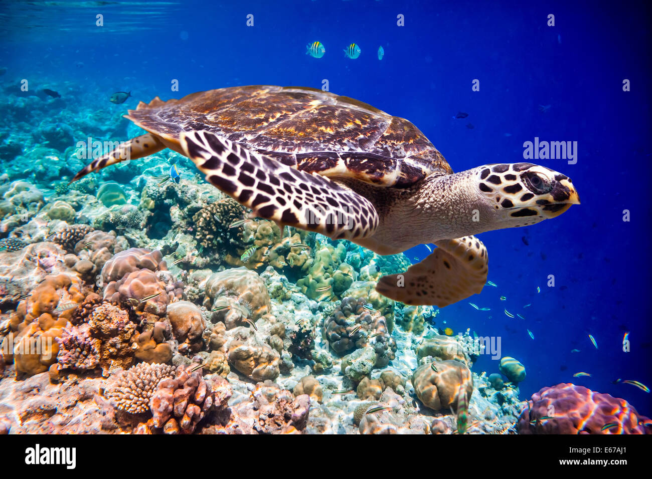 La tortuga carey, Eretmochelys imbricata, flota en el agua. Maldivas arrecifes de coral del Océano Índico. Foto de stock
