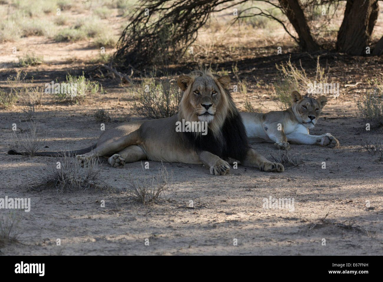 Macho y Hembra el Parque Transfronterizo Kgalagadi León - Sudáfrica cerca de Twee Rivieren resto camp Foto de stock