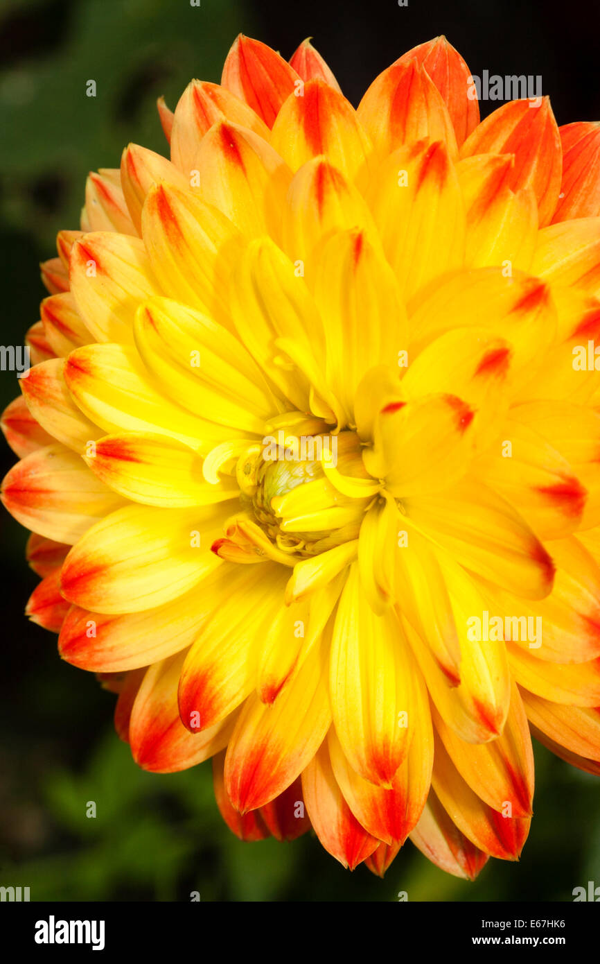 Cierre de flor de Dalia "Procyon" Foto de stock