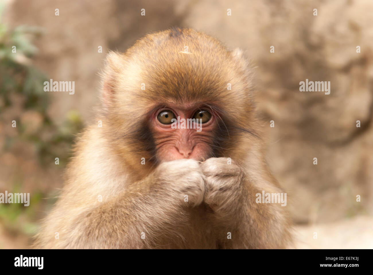 Mono de nieve bebe fotografías e imágenes de alta resolución - Alamy