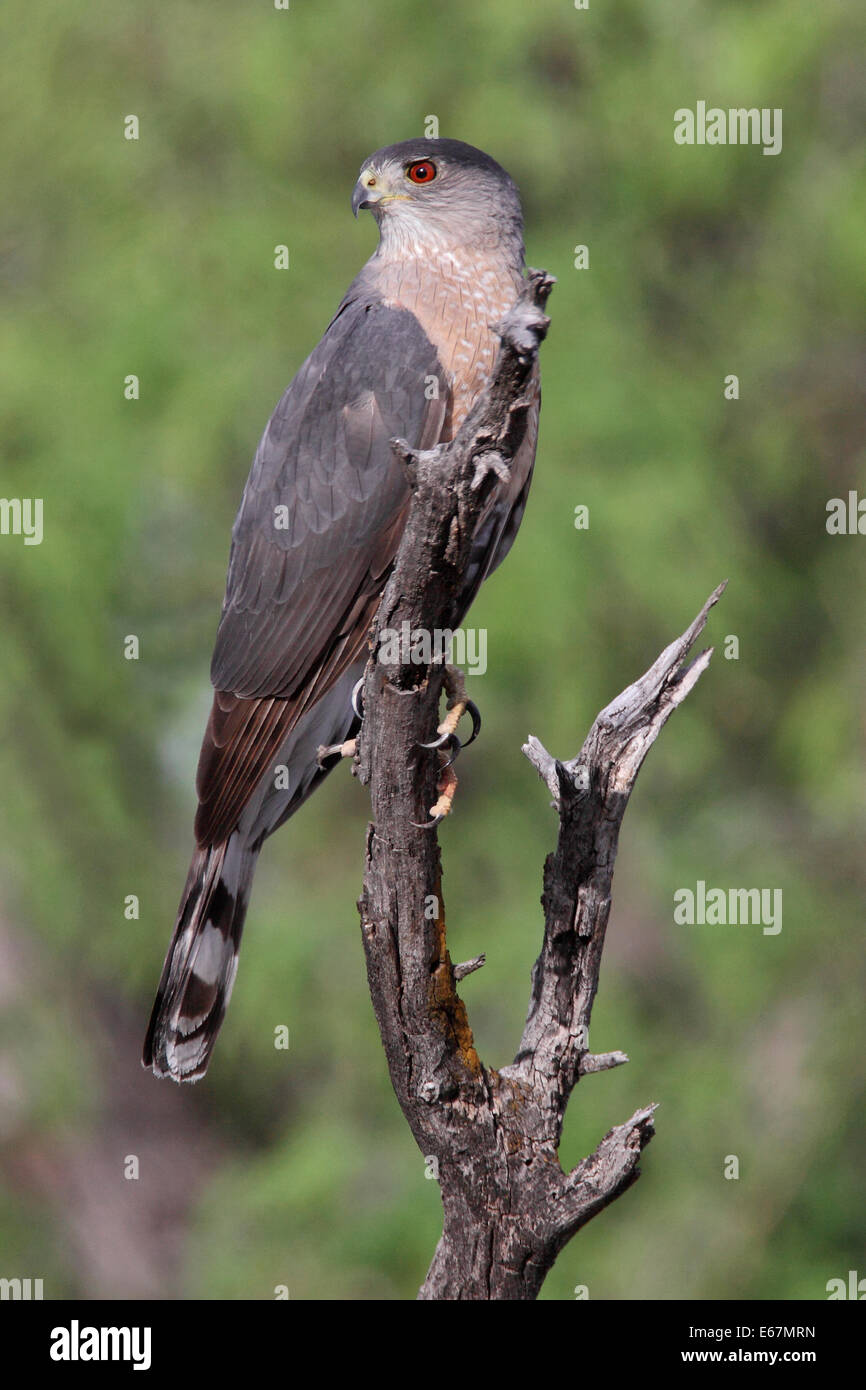 Cooper's Hawk - Accipiter cooperii - adulto Foto de stock