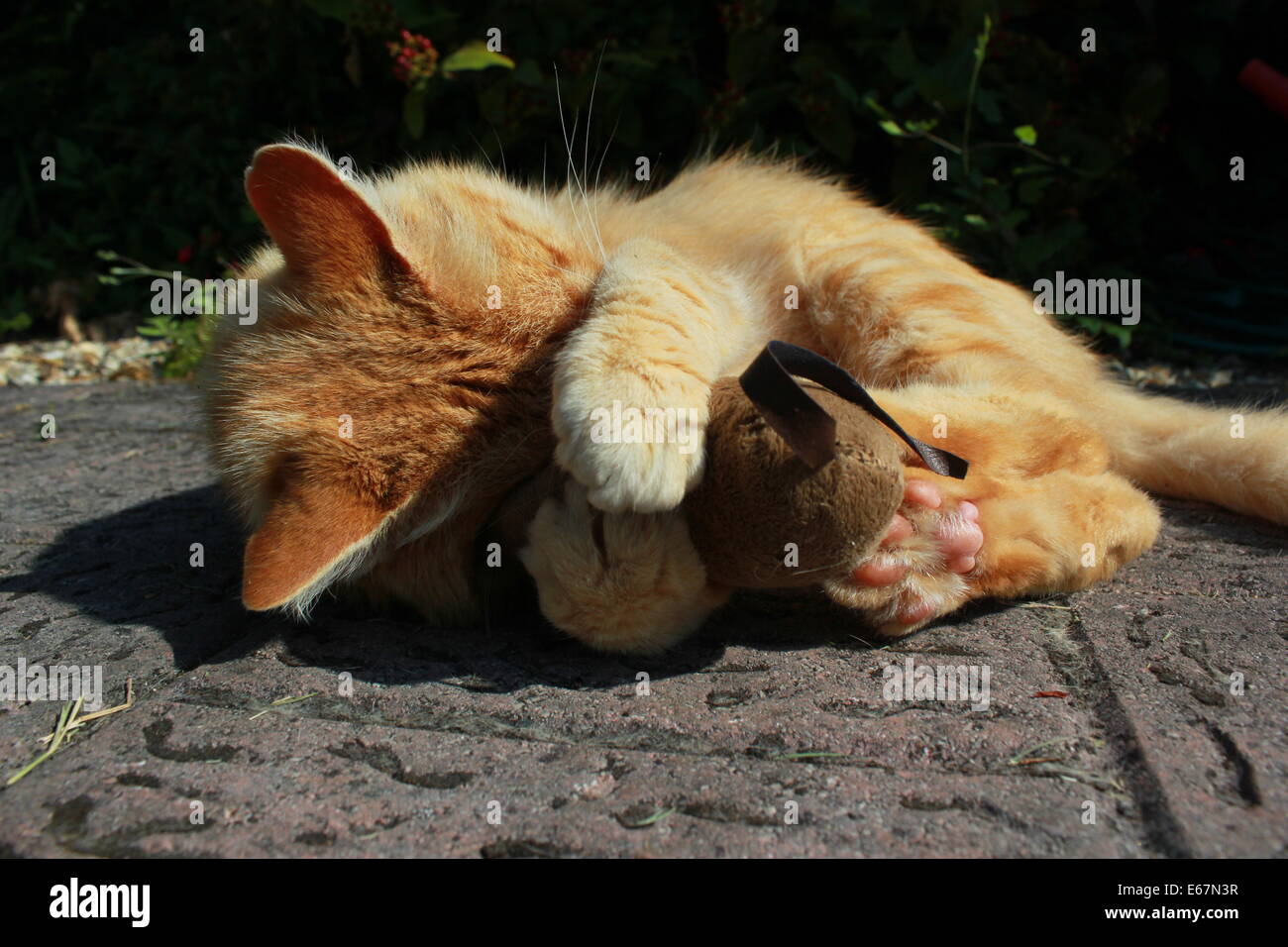 Jengibre Gato jugando con el ratón de juguete Foto de stock