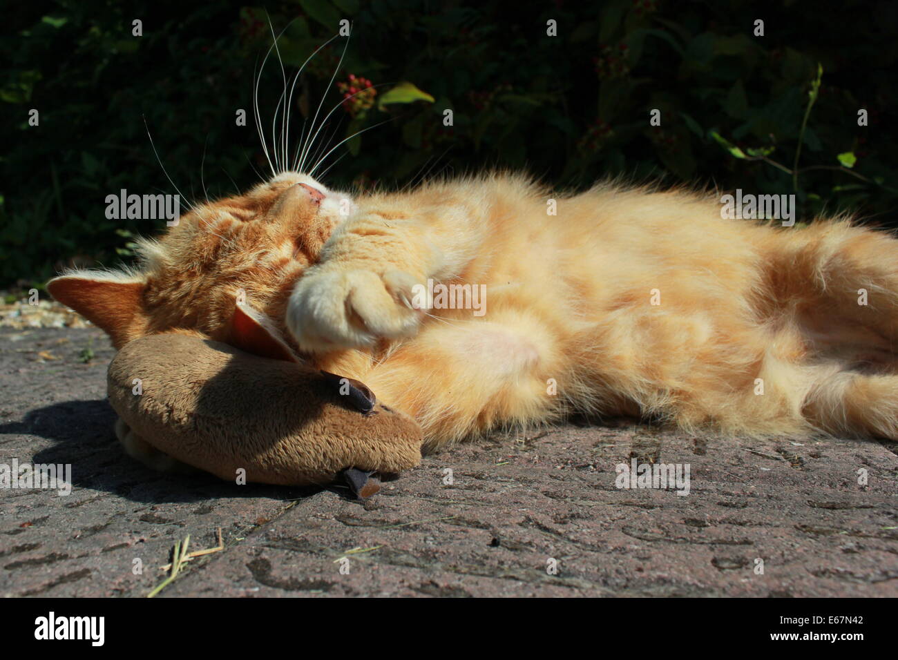 Jengibre Gato jugando con el ratón de juguete Foto de stock