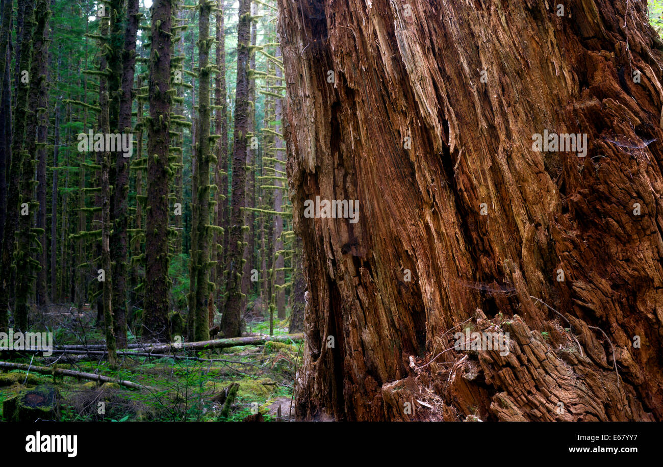 Un paseo por el bosque, revela un gran árbol de Cedro Rojo no exactamente como los demás Foto de stock